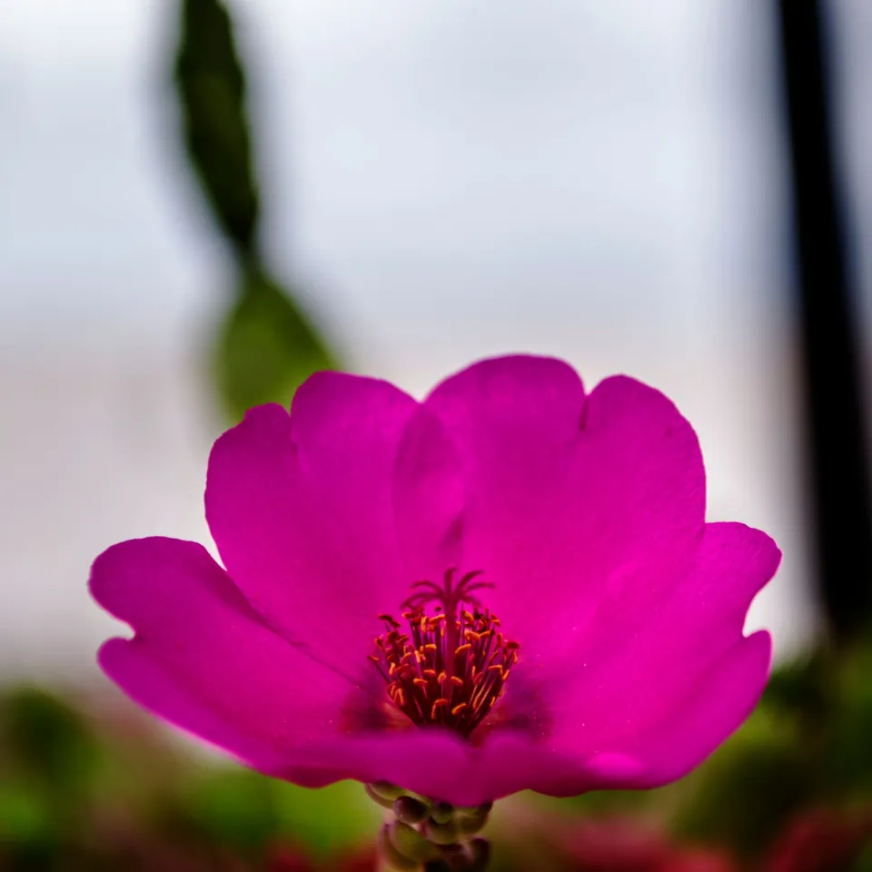 Macro close-up of a single magenta bloom with orange-tipped stamens