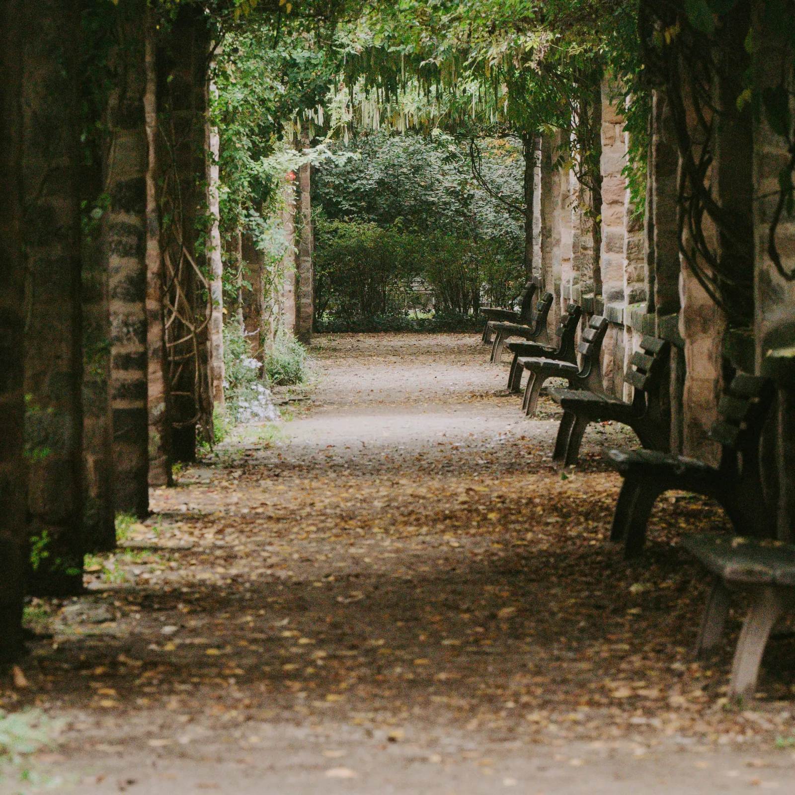 Vine-covered stone pergola walkway lined with wooden benches in a garden