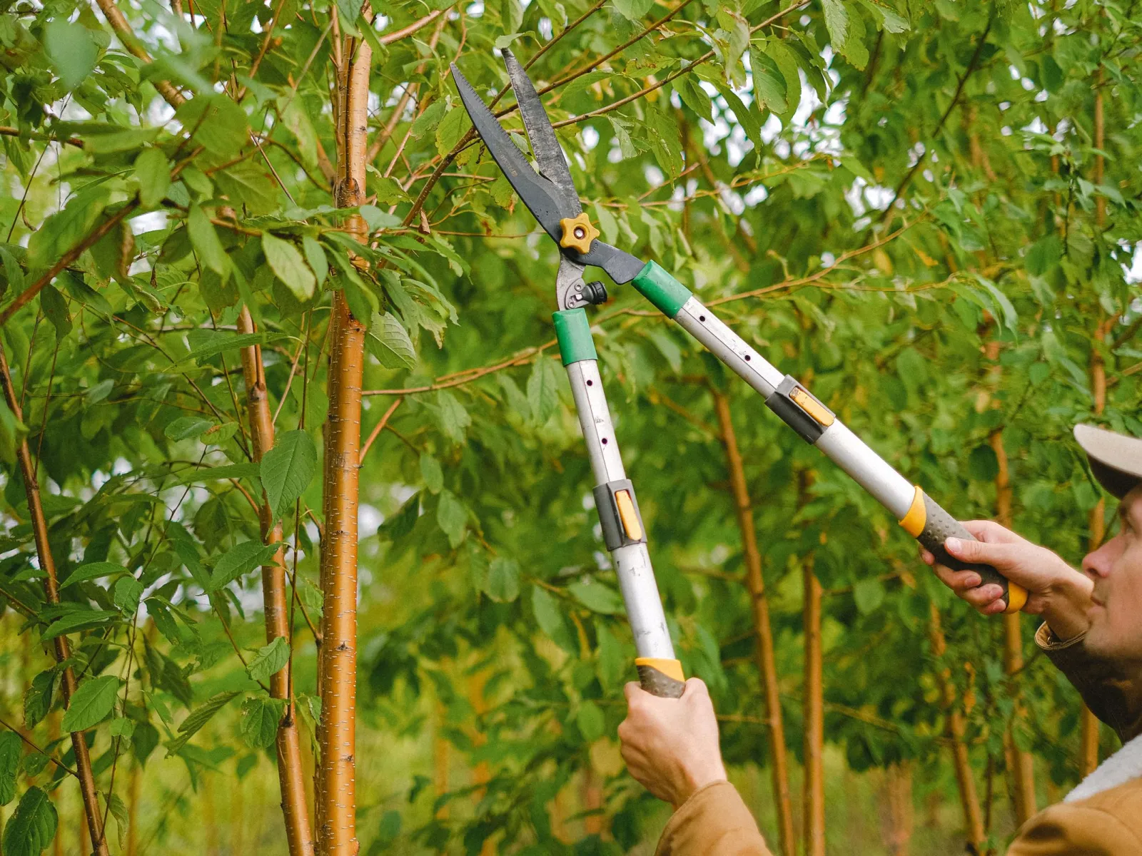 Hands reaching up with long-handled shears to prune young tree branches