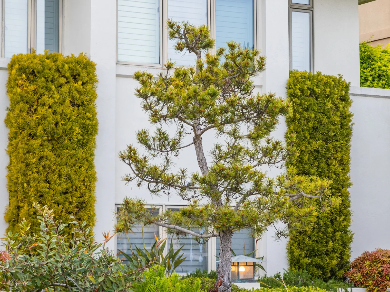 Sculpted pine and clipped hedges in front of a modern white house facade