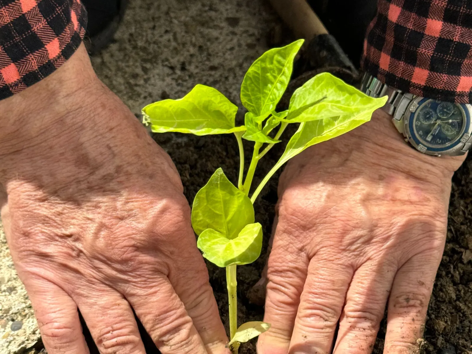 Weathered hands firming soil around a young pepper seedling in bright sun