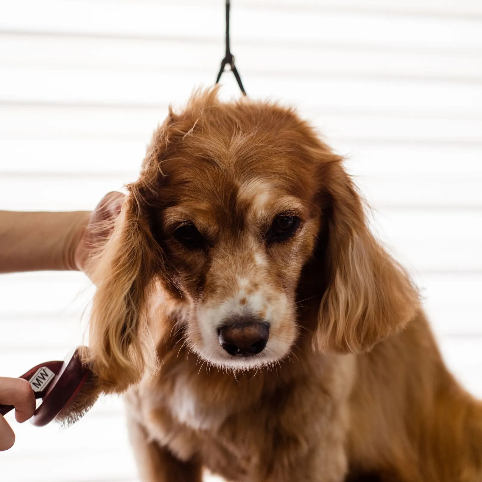 Close-up of a cocker spaniel having its ear brushed in front of bright window blinds