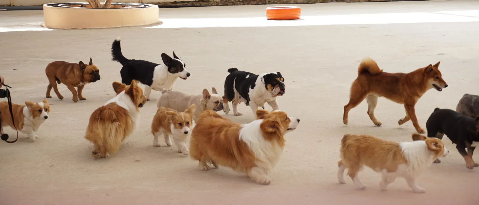 Corgis and small dogs trotting across a sunny daycare play yard with cartoon murals