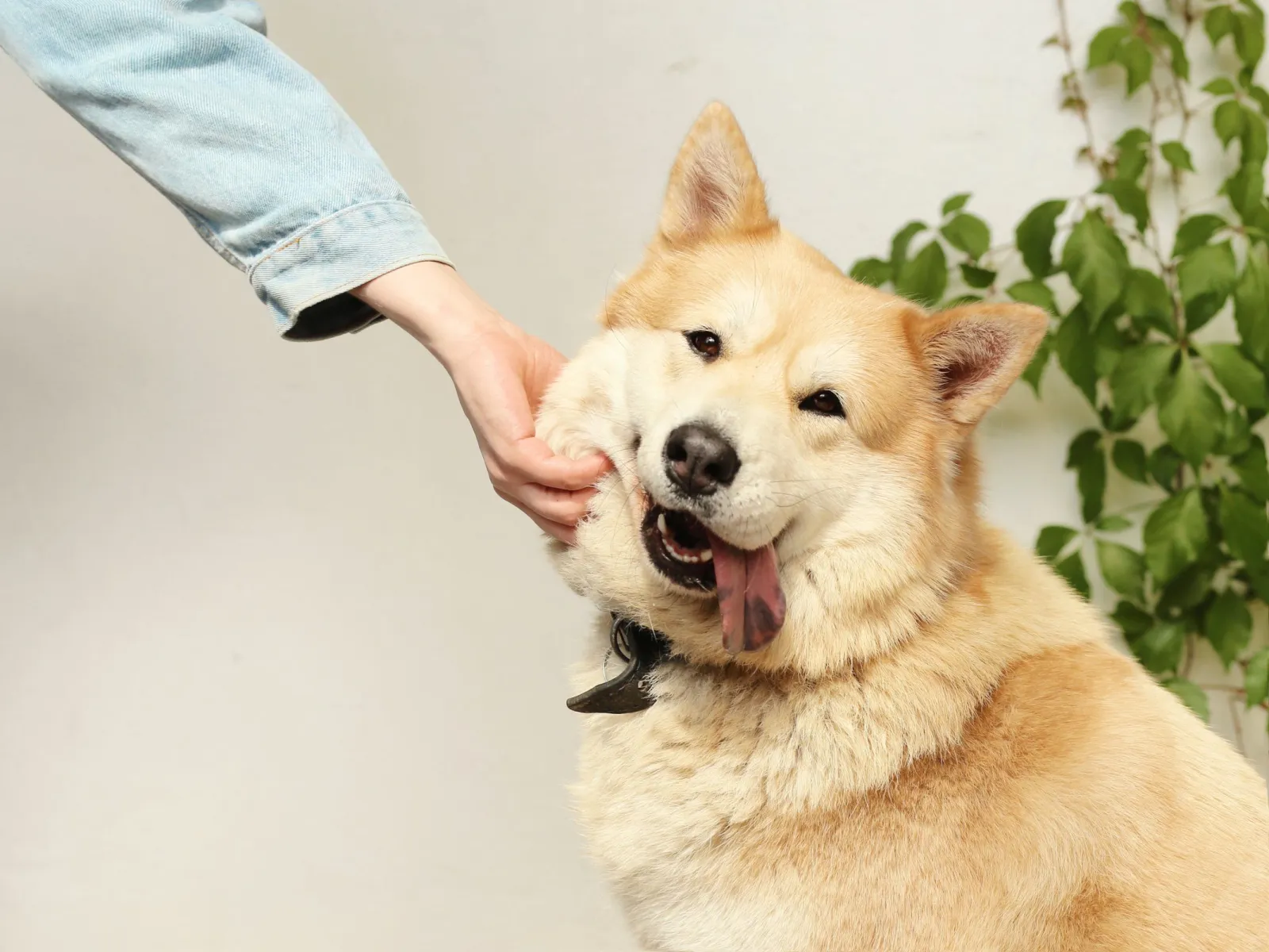 Hand reaching to scratch the cheek of a happy cream Akita mix beside a leafy plant
