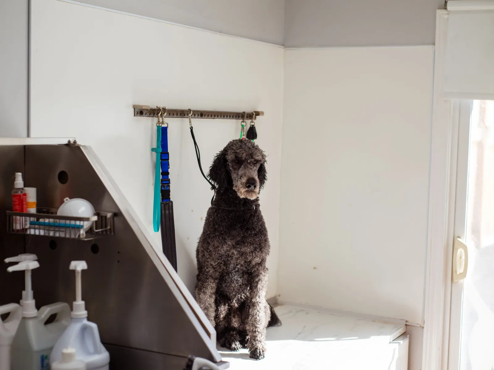 Grey standard poodle sitting on a counter in a sunlit grooming salon corner